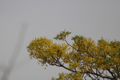 Conzattia multiflora