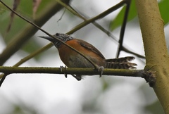 Pheugopedius rutilus