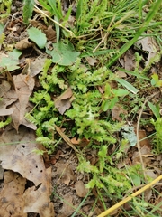 Selaginella apoda