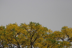 Conzattia multiflora