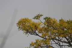 Conzattia multiflora