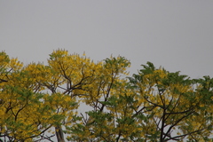 Conzattia multiflora
