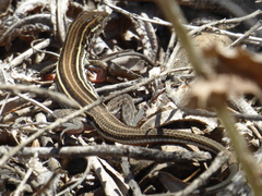 Aspidoscelis hyperythrus beldingi