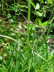 Carex strigosa