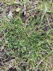 Ornithopus perpusillus