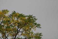 Conzattia multiflora