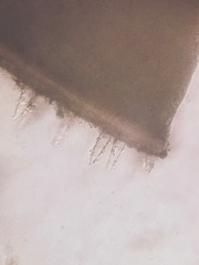 Strobilurus tenacellus