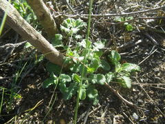 Salvia chamelaeagnea