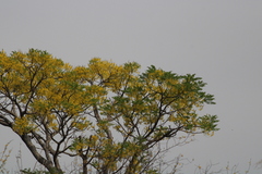 Conzattia multiflora