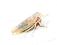Graminella sonora
