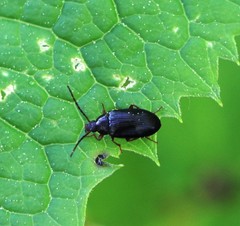 Gonodera luperus