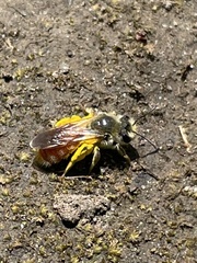 Andrena andrenoides