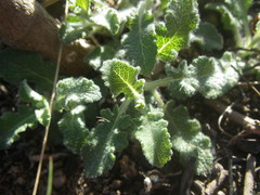 Salvia chamelaeagnea