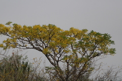 Conzattia multiflora