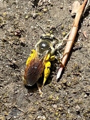 Andrena andrenoides