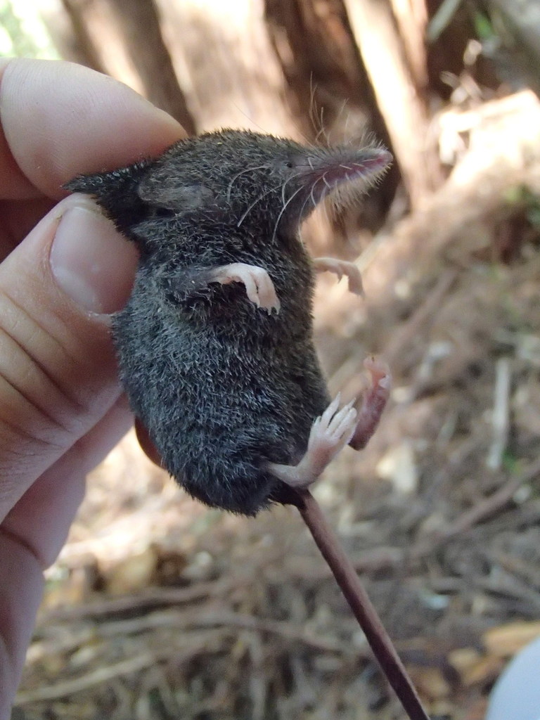 Trowbridge's Shrew (Sorex trowbridgii)