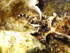 Microlipophrys adriaticus