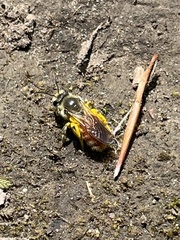 Andrena andrenoides