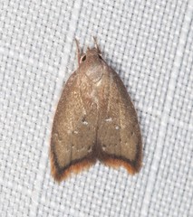 Parocystola leucospora