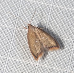 Parocystola leucospora