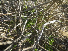 Podalyria microphylla