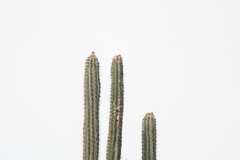 Lemaireocereus hollianus