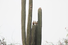 Lemaireocereus hollianus