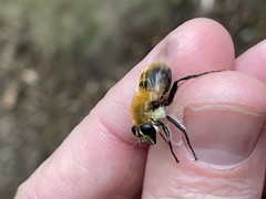 Criorhina floccosa