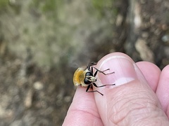 Criorhina floccosa