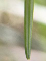 Pseudotsuga wilsoniana