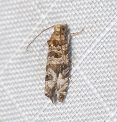 Lobesia xylistis