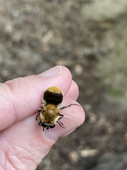 Criorhina floccosa