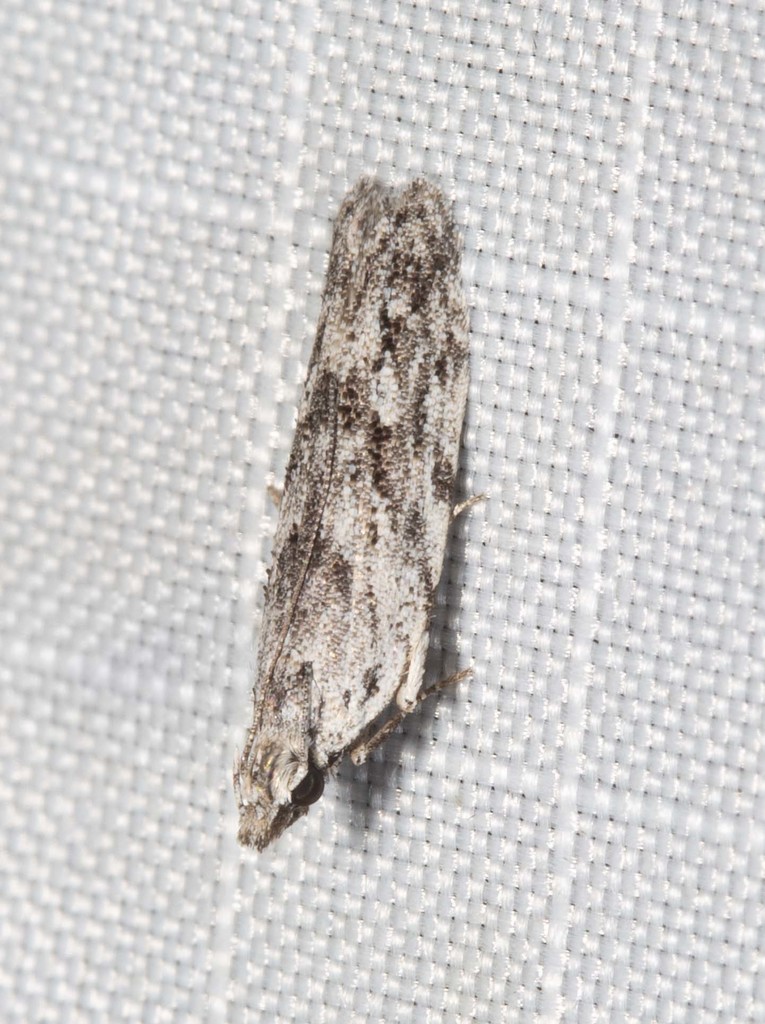 Hypatima