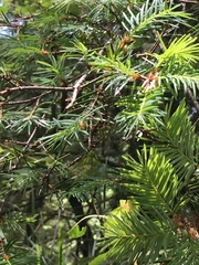 Pseudotsuga wilsoniana