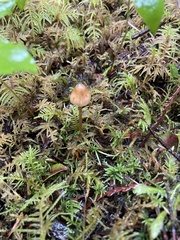 Entoloma