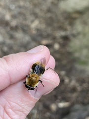 Criorhina floccosa