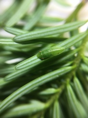 Pseudotsuga wilsoniana