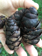 Pseudotsuga wilsoniana