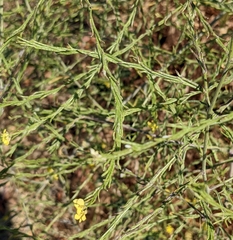 Magnoliopsida