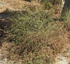 Magnoliopsida