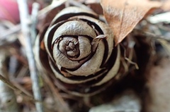 Pseudotsuga wilsoniana