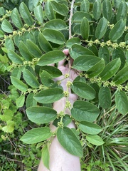 Trema micrantha floridana