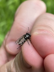 Portevinia maculata