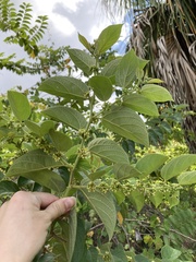 Trema micrantha floridana