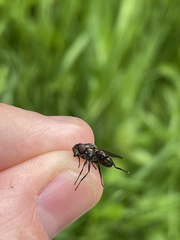 Portevinia maculata