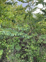 Trema micrantha floridana