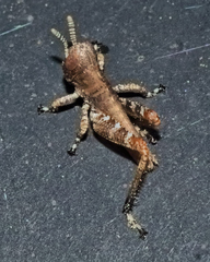 Melanoplus punctulatus