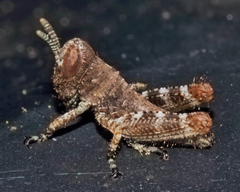 Melanoplus punctulatus