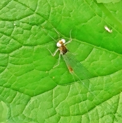 Maccaffertium modestum