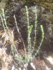 Micromeria
